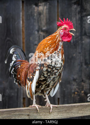 Stoapiperl - Steinpiperl - Steinhendl - rooster crowing - critically endangered chicken breed from Austria in free range (Gallus gallus domesticus) Stock Photo