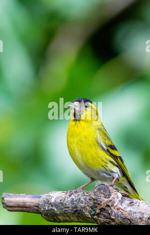 Siskin in spring in mid Wales Stock Photo