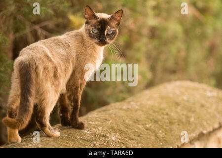 Stray cat walking on a wall. Stock Photo