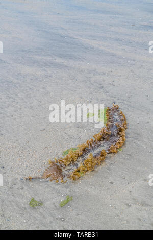 Sugar Kelp / Saccharina latissima, formerly Laminaria saccharina washed ashore on a Cornish beach. Can be used as food when freshly harvested. Stock Photo