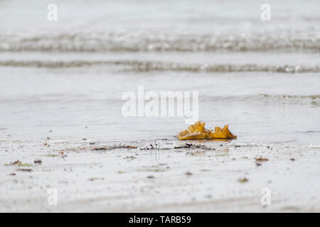 Sugar Kelp / Saccharina latissima, formerly Laminaria saccharina washed ashore on a Cornish beach. Can be used as food when freshly harvested. Stock Photo