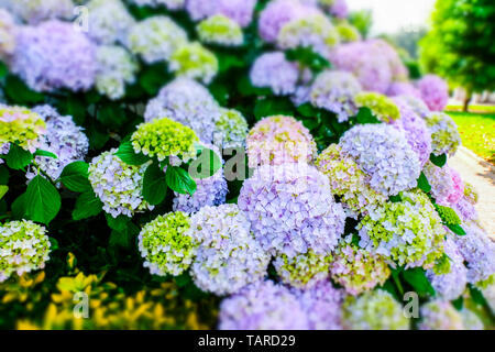 Hortensia or hydrangea flowers. Stock Photo