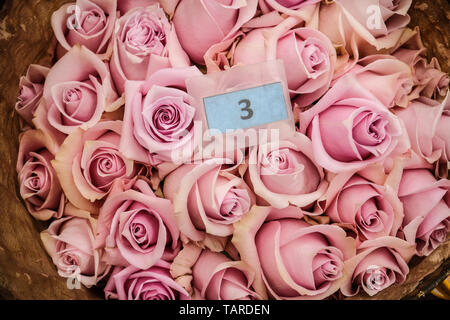 Bouquets of Ecuadorian roses ready to be shipped Stock Photo