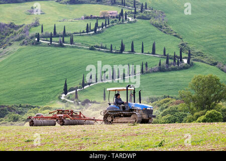 Farmer rolling field in typical Tuscan scenery with cypress trees, La Foce, near Montepulciano, Siena Province, Tuscany, Italy, Europe