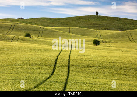 Rolling hills of barley with trees dotting the landscape, San Quirico d'Orcia, Siena Province, Tuscany, Italy, Europe Stock Photo