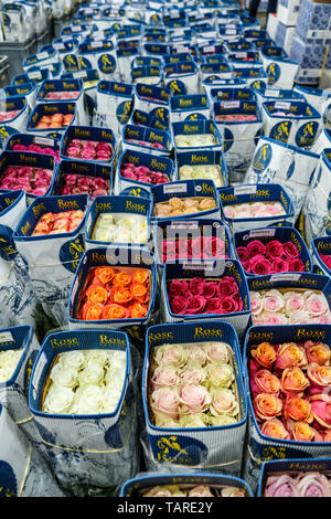 Bouquets of Ecuadorian roses ready to be shipped Stock Photo