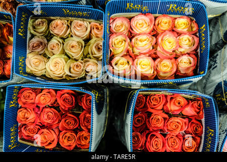 Bouquets of Ecuadorian roses ready to be shipped Stock Photo