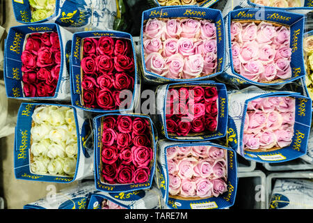 Bouquets of Ecuadorian roses ready to be shipped Stock Photo