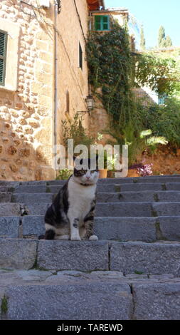 Beautiful cat on Fornalutx town in Mallorca, Balearic Islands, Spain. Stock Photo