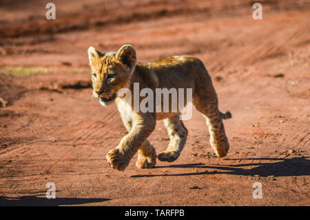 Cute and adorable brown lion cubs running and playing in a nature reserve in Johannesburg South Africa Stock Photo