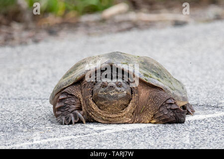 Portrait of a large common snapping turtle, Chelydra serpentina, crossing a highway in the Adirondack Mountains, NY USA Stock Photo