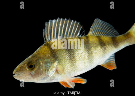 A European Perch, Perca fluviatilis, on a black background. In the UK the perch is classed as a coarse fish and is popular with anglers. A coarse fish Stock Photo
