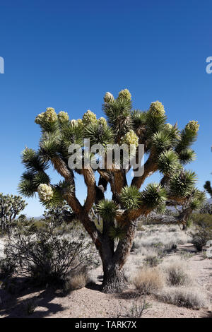 Joshua tree in bloom. Yucca brevifolia Photographed in Mojave National Preserve, California, USA. In the extensive grove on Cima Dome. Stock Photo