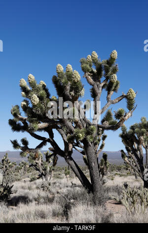 Joshua tree in bloom. Yucca brevifolia Photographed in Mojave National Preserve, California, USA. In the extensive grove on Cima Dome. Stock Photo