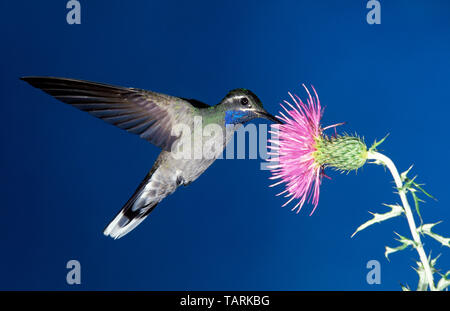 Blue-Throated Hummingbird, male Lampornis clemenciae Photographed in South East Arizona, USA Stock Photo