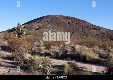 Volcanic cinder cone in the Mojave Desert National Preserve, California, USA. On the left is a Joshua Tree (Yucca brevifolia) Stock Photo