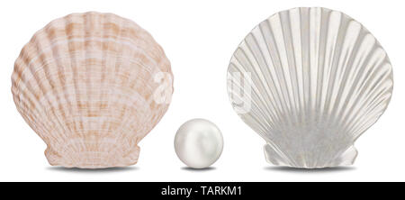Set of pearls, sea shell, inner and outer side isolated on white background with shadow. Sea shell front view. Gem, women's jewelry, nacre beads. 3D i Stock Photo