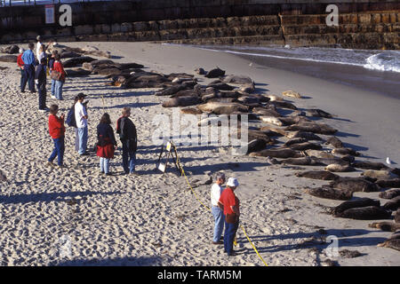 Harbor Seal - Phoca vitulina People watching seals resting on the beach, La Jolla, San Diego County, California Stock Photo