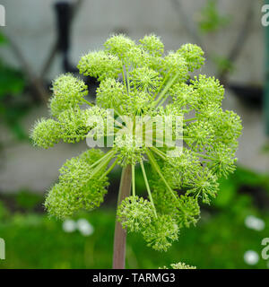 Angelica archangelica flower (Angelica archangelica) Stock Photo