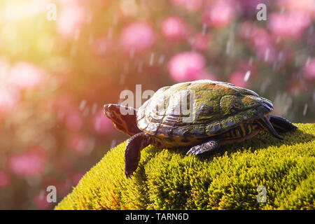 Yellow bellied slider turtle in natural environment view, wildlife of Croatia, Sibenik, Dalmatia Stock Photo