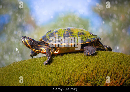 Yellow bellied slider turtle in natural environment view, wildlife of Croatia, Sibenik, Dalmatia Stock Photo
