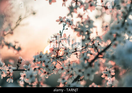 Sunset behind a white flowering tree. Warm spring colors, decent color finish. Stock Photo