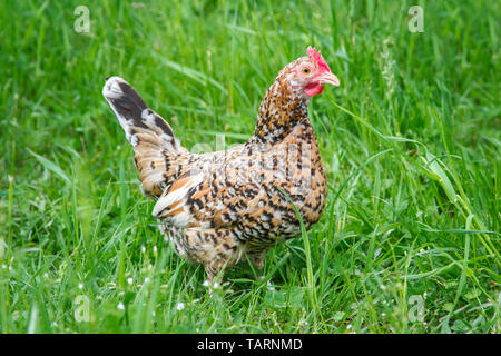 Stoapiperl - Steinpiperl - Steinhendl - chicken hen - critically endangered chicken breed from Austria in free range (Gallus gallus domesticus) Stock Photo