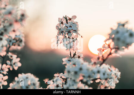 Sunset behind a white flowering tree. Warm spring colors, decent color finish. Stock Photo