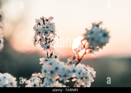 Sunset behind a white flowering tree. Warm spring colors, decent color finish. Stock Photo