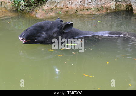 Malayan Tapir (Tapirus indicus) in water Stock Photo