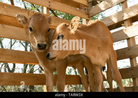 Close-up of Brahman calves (baby cows). Teotitlan del Valle, Oaxaca, Mexico. May 2019 Stock Photo