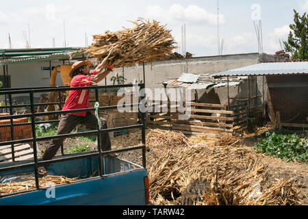 Sustainable farm life with Mexican farmer offloading pickup van full of dry corn stalks (to feed goats). Teotitlan del Valle, Oaxaca, Mexico. May 2019 Stock Photo