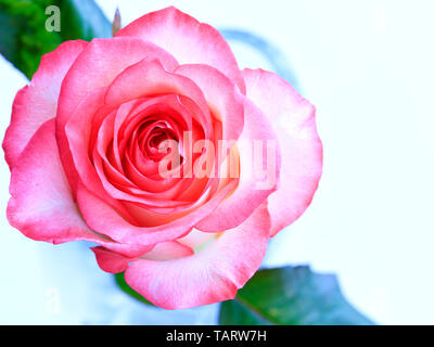 A beautiful blooming flower of scarlet rose with green leaves in a blur diagonally on a light blue background. Stock Photo