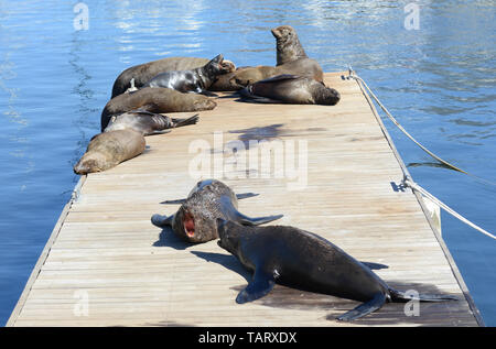 Cape Fur Seals at Victoria and Alfred Waterfront Cape Town South Africa. Stock Photo