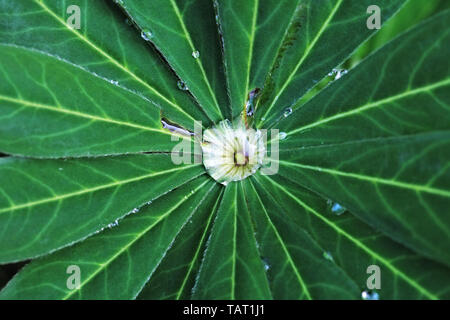 Clear raindrops glistening on green lupin plants lupinus. Stock Photo
