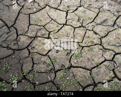 patch of dried earth with cracks because of drought Stock Photo