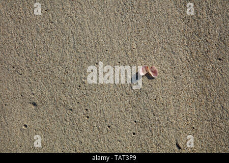 Single seashell on the flat sea sand of the beach near the shoreline. Stock Photo