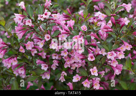 Closeup of a shrub of a veygel with red leaves and pink flowers. Stock Photo