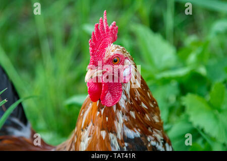 Stoapiperl - Steinpiperl - Steinhendl - chicken rooster - critically endangered chicken breed from Austria in free range (Gallus gallus domesticus) Stock Photo