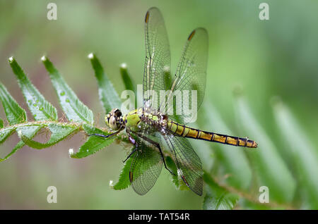 A wet female pondhawk dragonfly perches on a plant close up Stock Photo