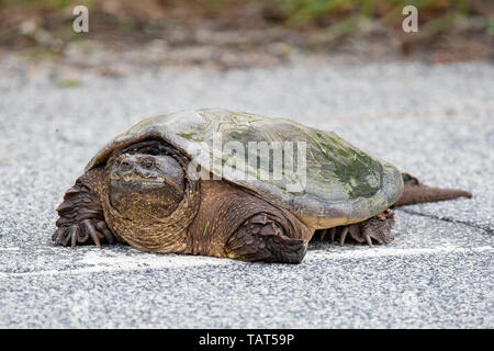 Portrait of a large common snapping turtle, Chelydra serpentina, crossing a highway in the Adirondack Mountains, NY USA Stock Photo