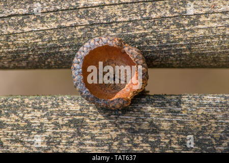 Closeup of the top of an acorn sitting on old weatherd deck planks of a rustic cabin in Northern Wisconsin Stock Photo