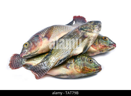 fresh raw tilapia fish freshwater isolated on white background Stock Photo