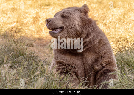 An elderly brown bear rests in a field in Washington State. Stock Photo