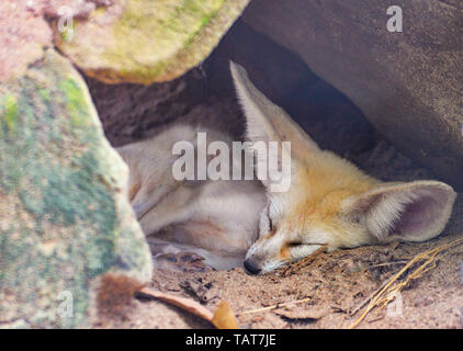 Fennec fox , Desert fox sleep in the stone cave Stock Photo