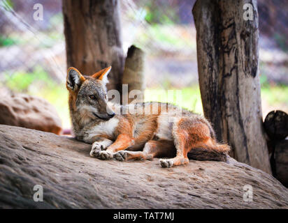 The golden jackal sleep dog and lying on the rock / Black backed jackal wildlife Stock Photo