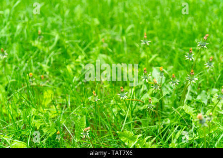 Closed dandelion flowers on a background of green grass. Soft focus. Copy space. Stock Photo