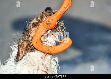 Jack Russell Terrier Stock Photo