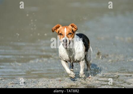 running Jack Russell Terrier Stock Photo