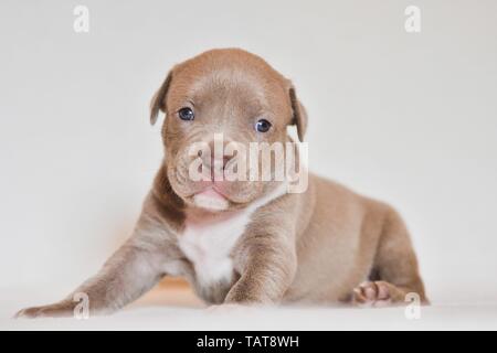 American Pit Bull Terrier Puppy Stock Photo